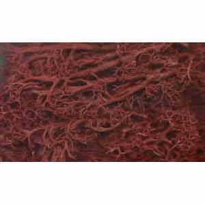 JBLS Javis - Lichen - Brown