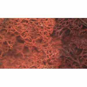 JGLS Javis - Lichen - Gold