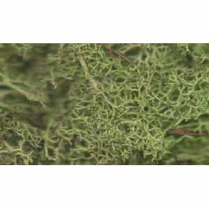 JLGLS Javis - Lichen - Light Green