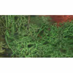 JSMLS Javis - Lichen - Summer Mix